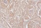 Anti-HMGB1 Antibody Picoband™ (monoclonal, 5H3)